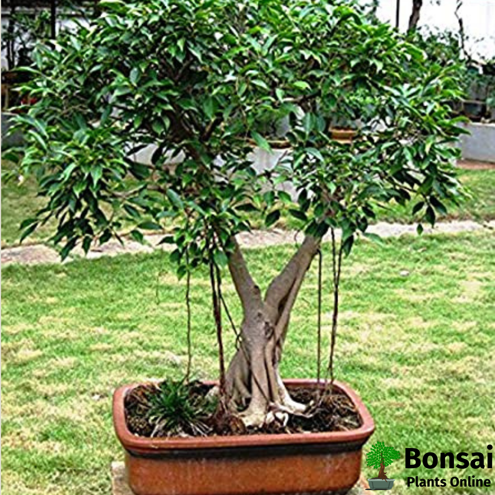 Beautiful weeping Ficus nejamina bonsai