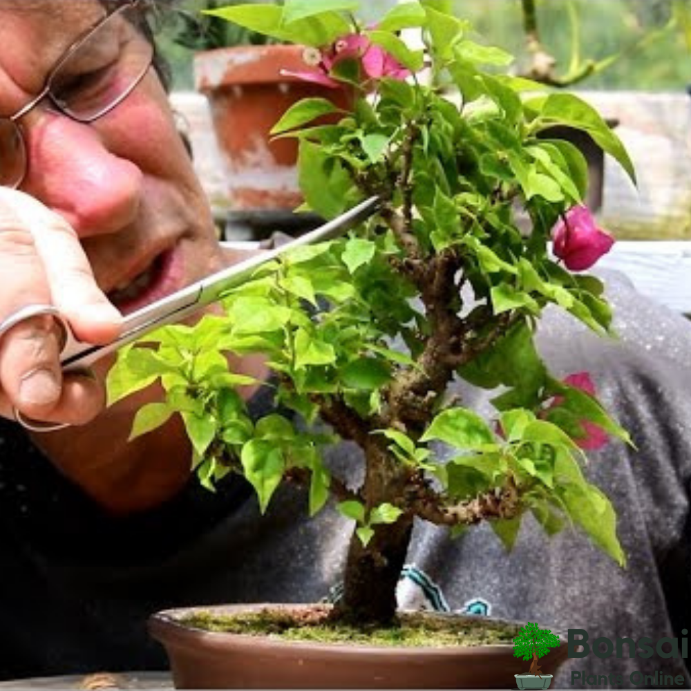 Caring for your Bougainvillea bonsai