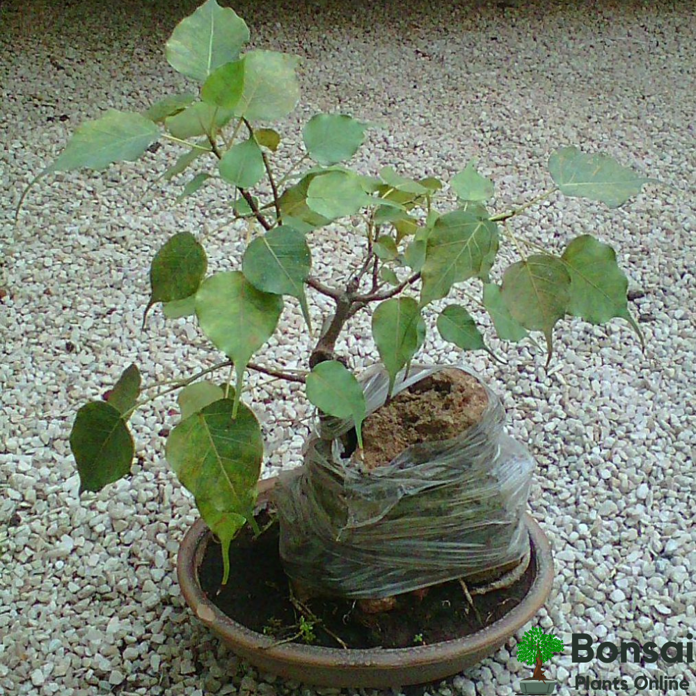 Caring for your Peepal bonsai