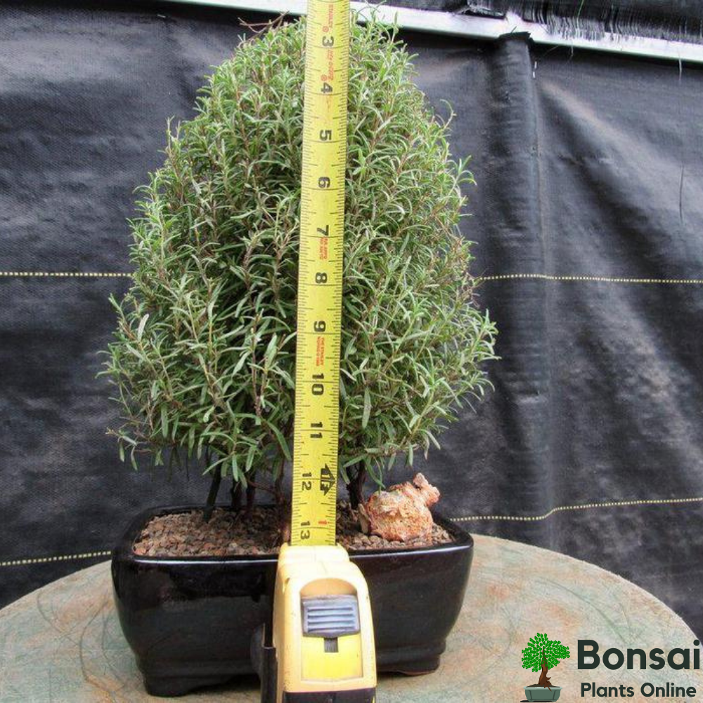 Caring for your herbal Rosemary bonsai plant