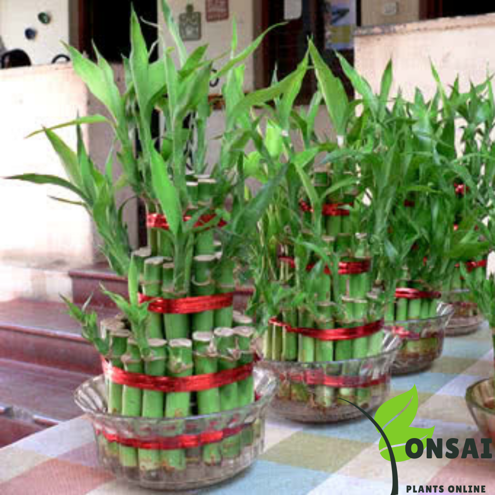 Caring for your 7 layered lucky bamboo bonsai