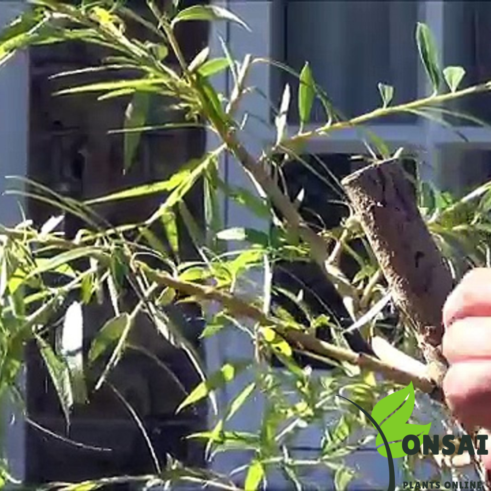 Caring for your Weeping Willow bonsai