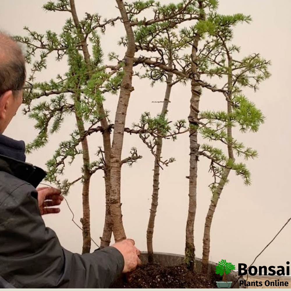 Caring for Cedar bonsai tree