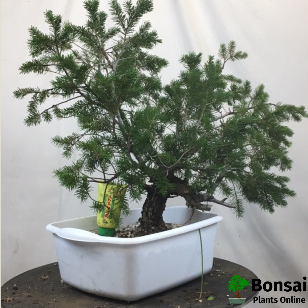 Caring for Fir bonsai tree