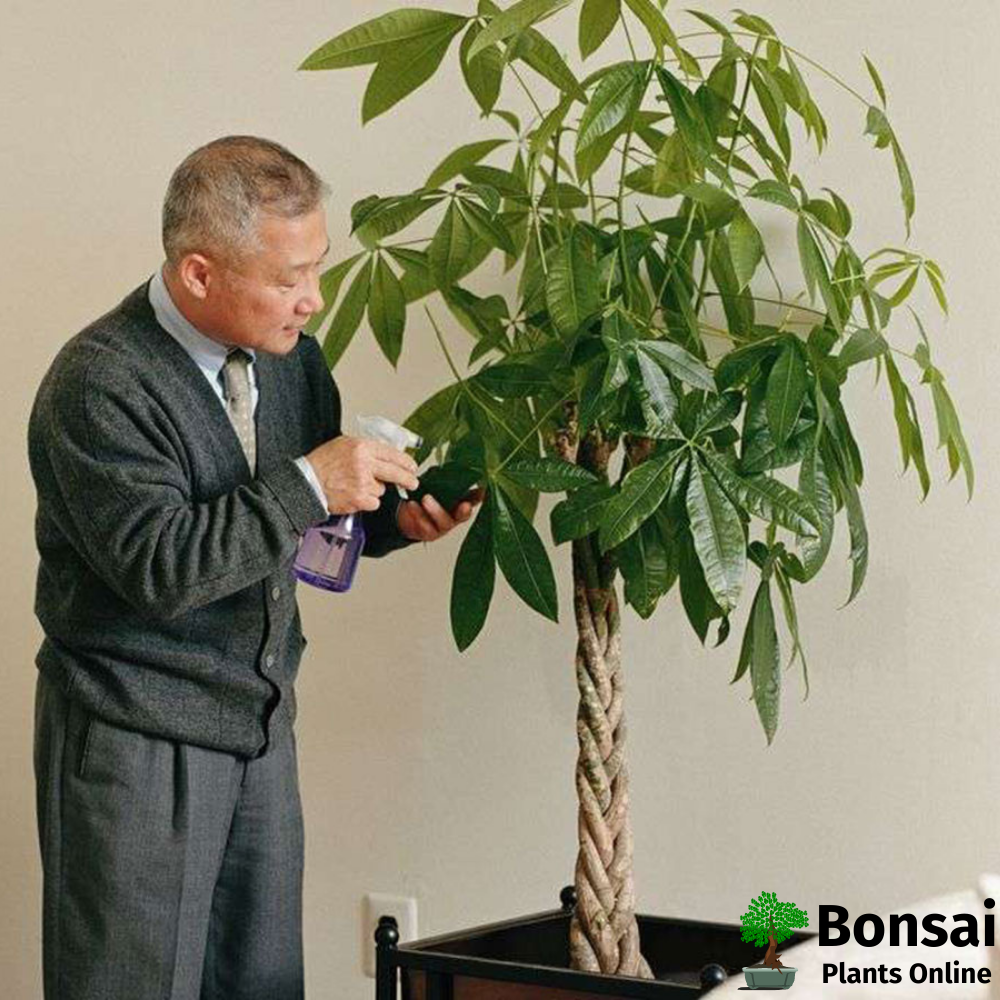 Caring for Money tree bonsai