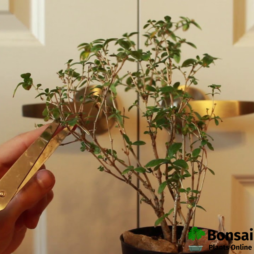 Caring for Snow Rose bonsai tree