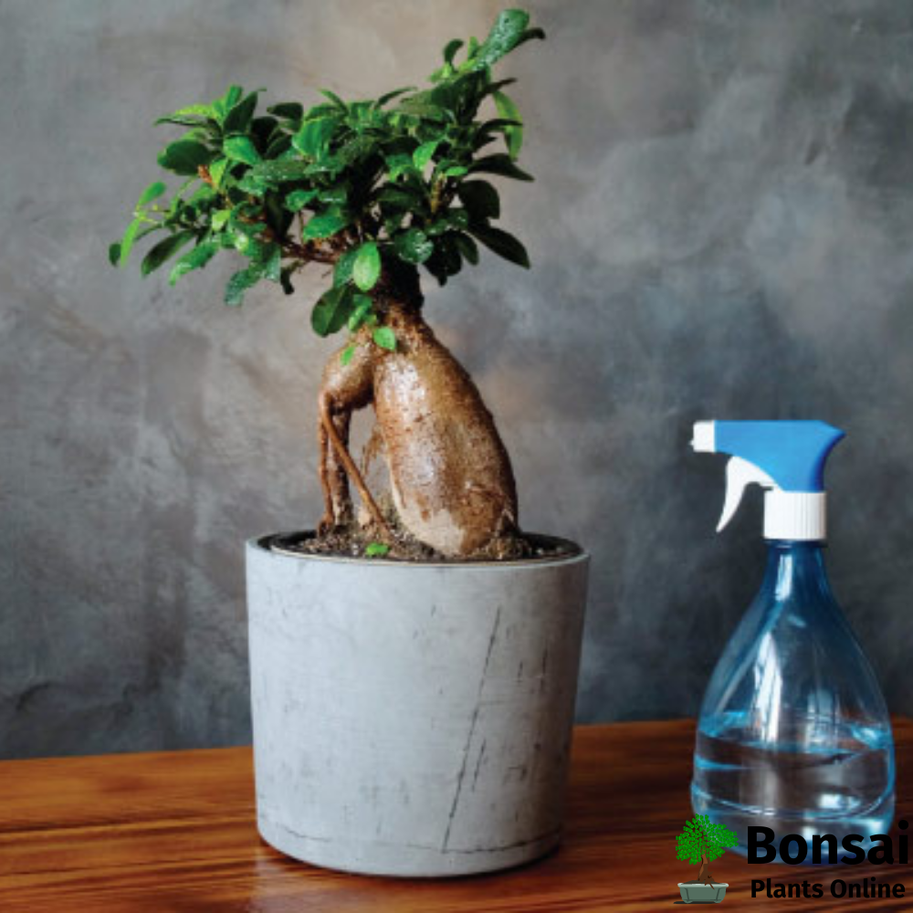 Caring for Ficus microcarpa bonsai