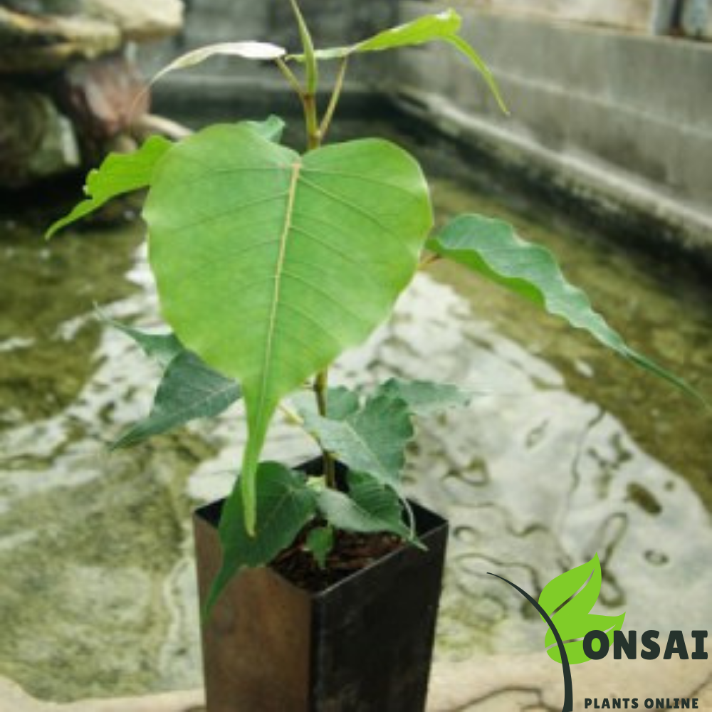 Caring for Peepal tree bonsai