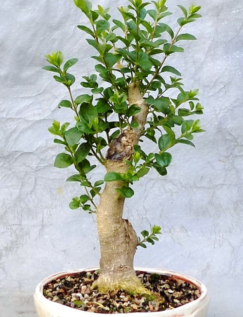 Chinese Privet bonsai tree for indoors