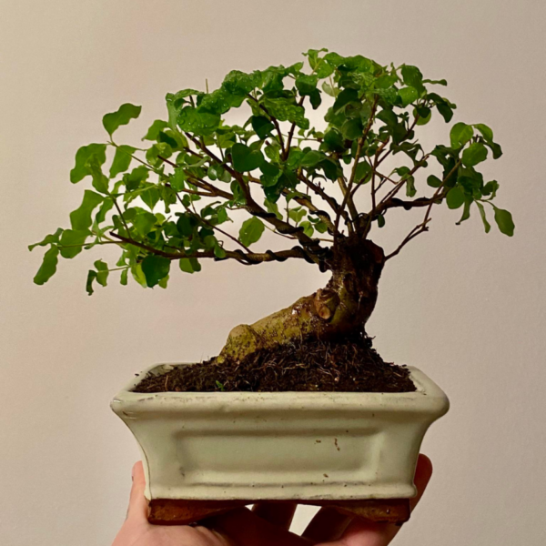 Chinese Privet bonsai tree