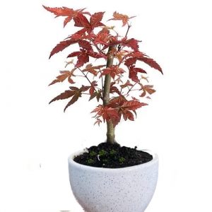 japanese maple in white ceramic pot