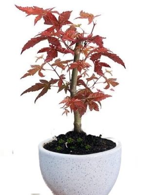 japanese maple in white ceramic pot