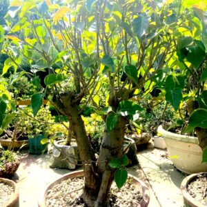 peepal bonsai tree