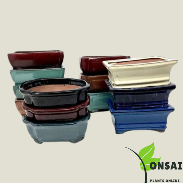 Get the beautifully glazed ceramic pots for bonsai