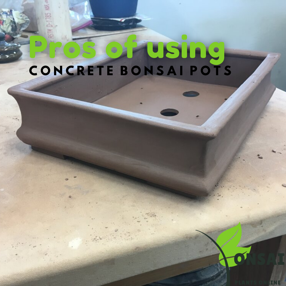 Solid and safe concrete bonsai pots