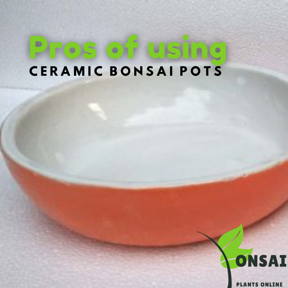 Ceramic bonsai pots with multifold advtages