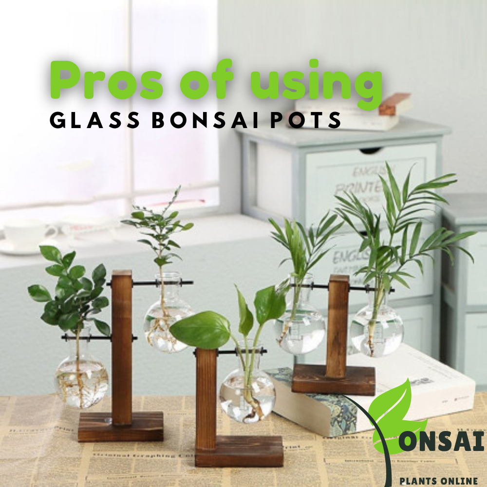 Beautiful and elegant glass bonsai pots