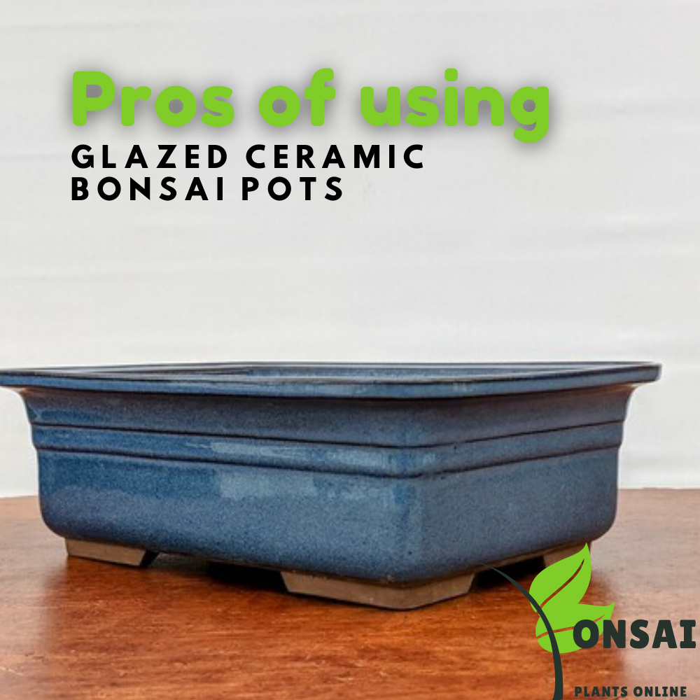 Beautifully glazed ceramic pots for outdoor and indoor bonsai plants