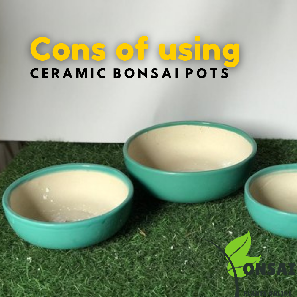 Disadvantages of ceramic bonsai pots