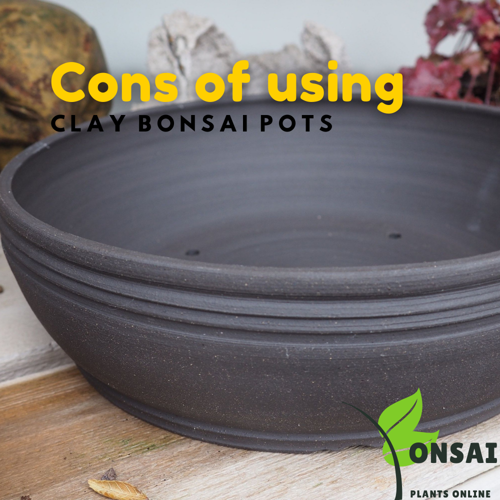 Disadvantages of using clay bonsai pots