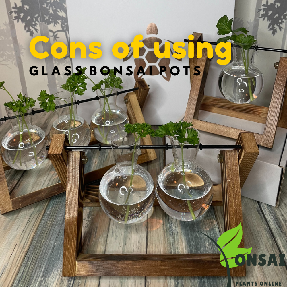 Beautiful and elegant glass bonsai pots