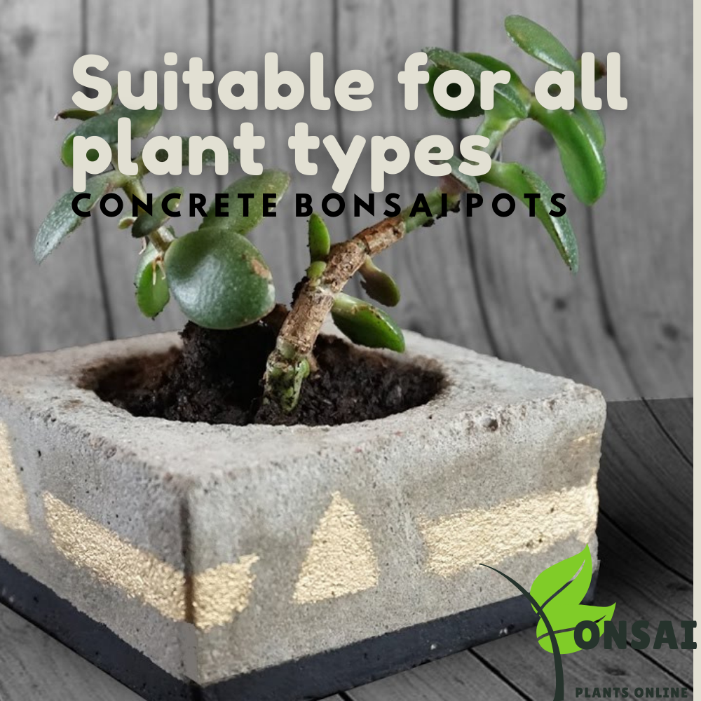 Solid and safe concrete bonsai pots