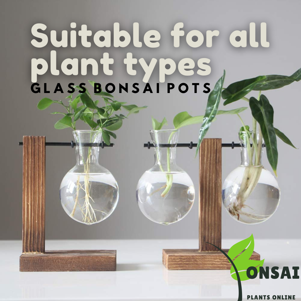 Beautiful and elegant glass bonsai pots