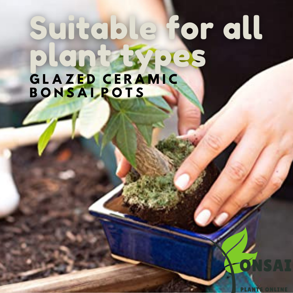 Beautifully glazed ceramic pots for outdoor and indoor bonsai plants