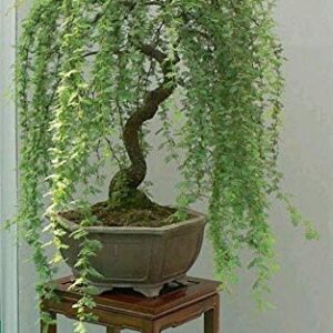 weeping willow bonsai for sale