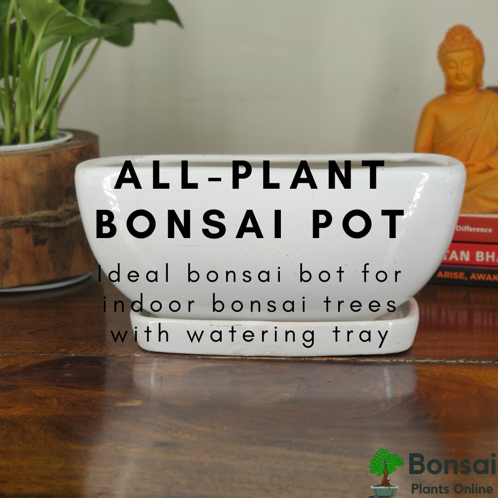 Get this beautiful ceramic bonsai pot with watering tray