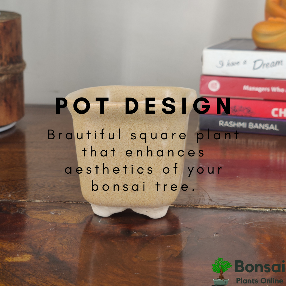 Get the beautiful and compact glazed ceramic bonsai pot for indoor plants