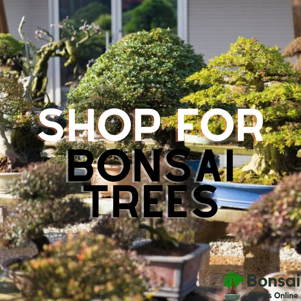 Buy beautiful bonsai plants online at the best prices