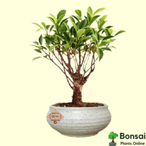 Get this evergreen Ficus Long Island bonsai tree for sale in India