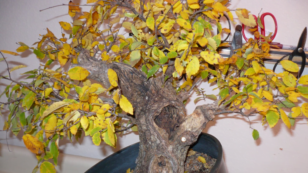 Bonsai Leaves Turning Yellow