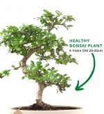 Carmona bonsai plants by abana homes.jpg