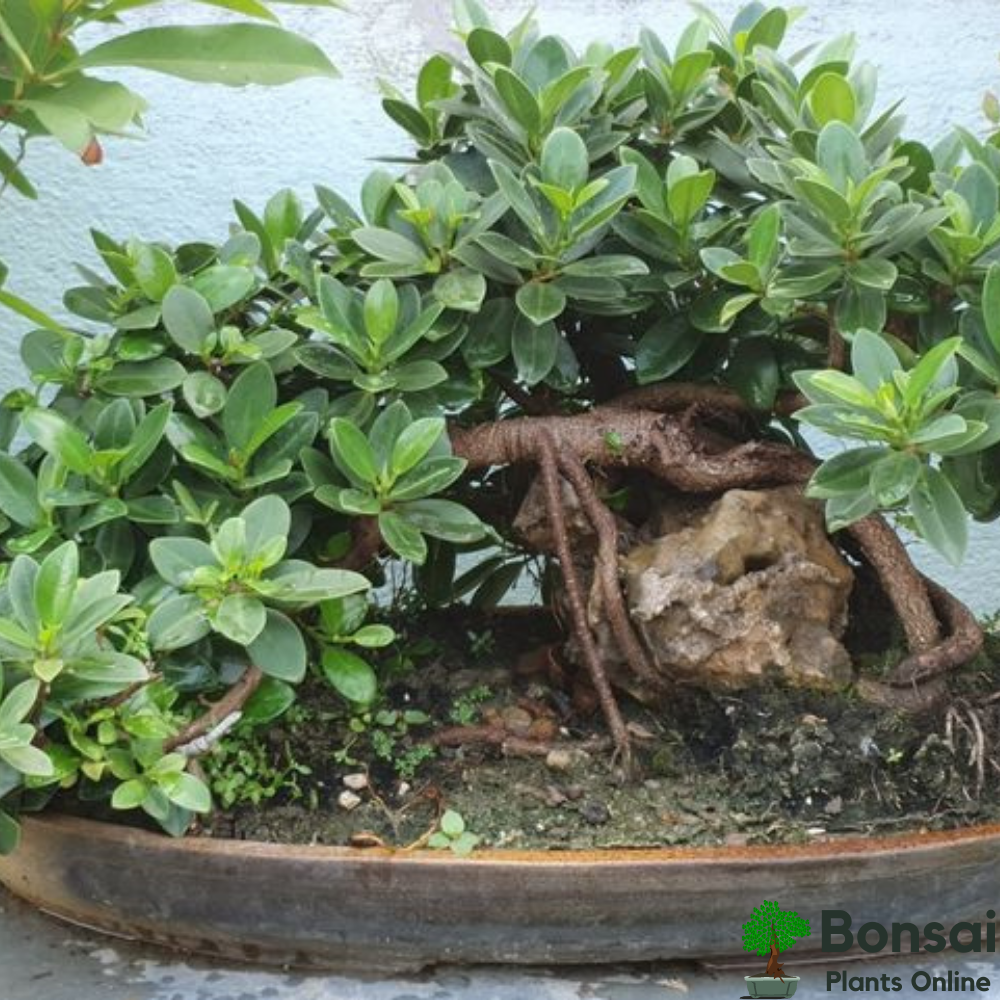 Caring for your Ficus Long Island bonsai indoors