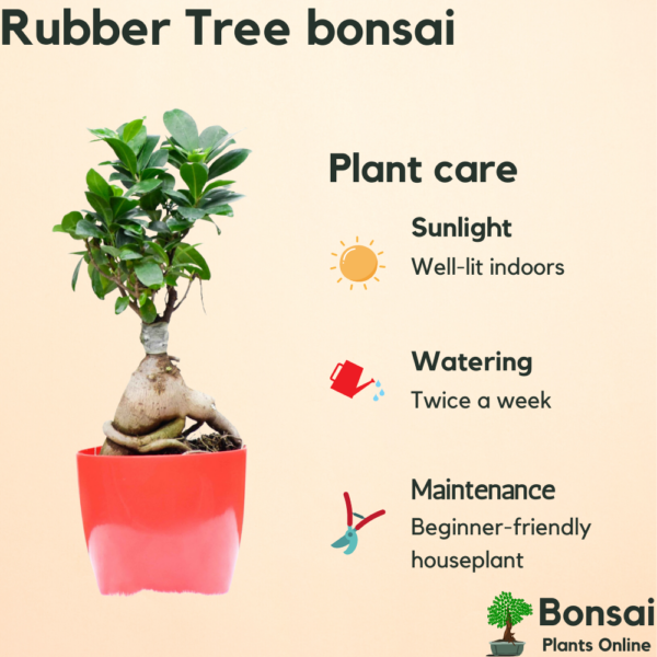 Get the air-purifying Rubber Tree bonsi for indoors