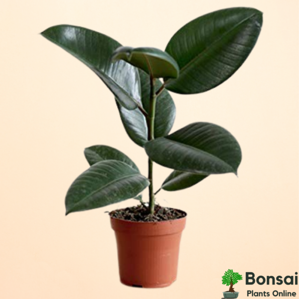 Get the air-purifying Rubber Tree bonsi for indoors