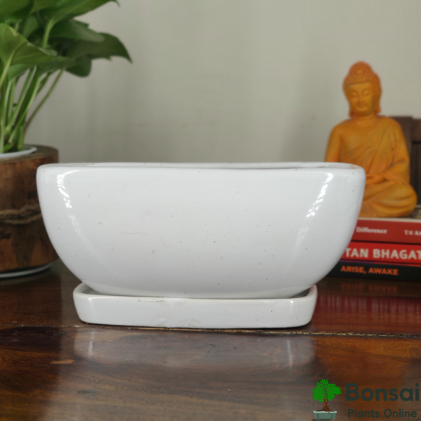 Get this beautiful ceramic bonsai pot with watering tray