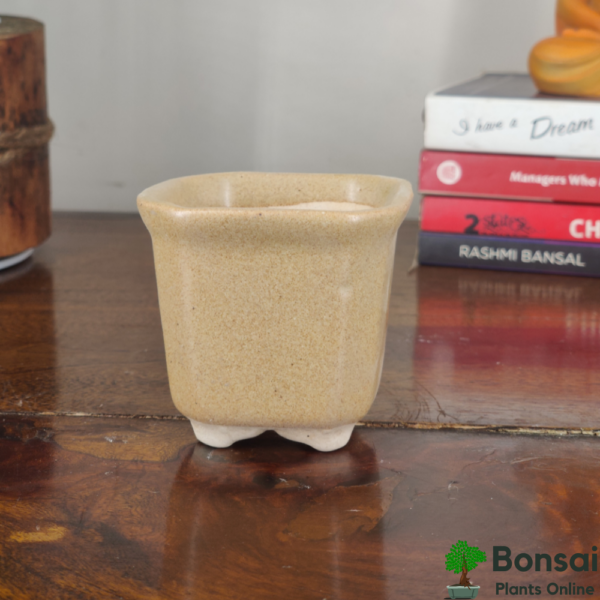 Get the beautiful and compact glazed ceramic bonsai pot for indoor plants