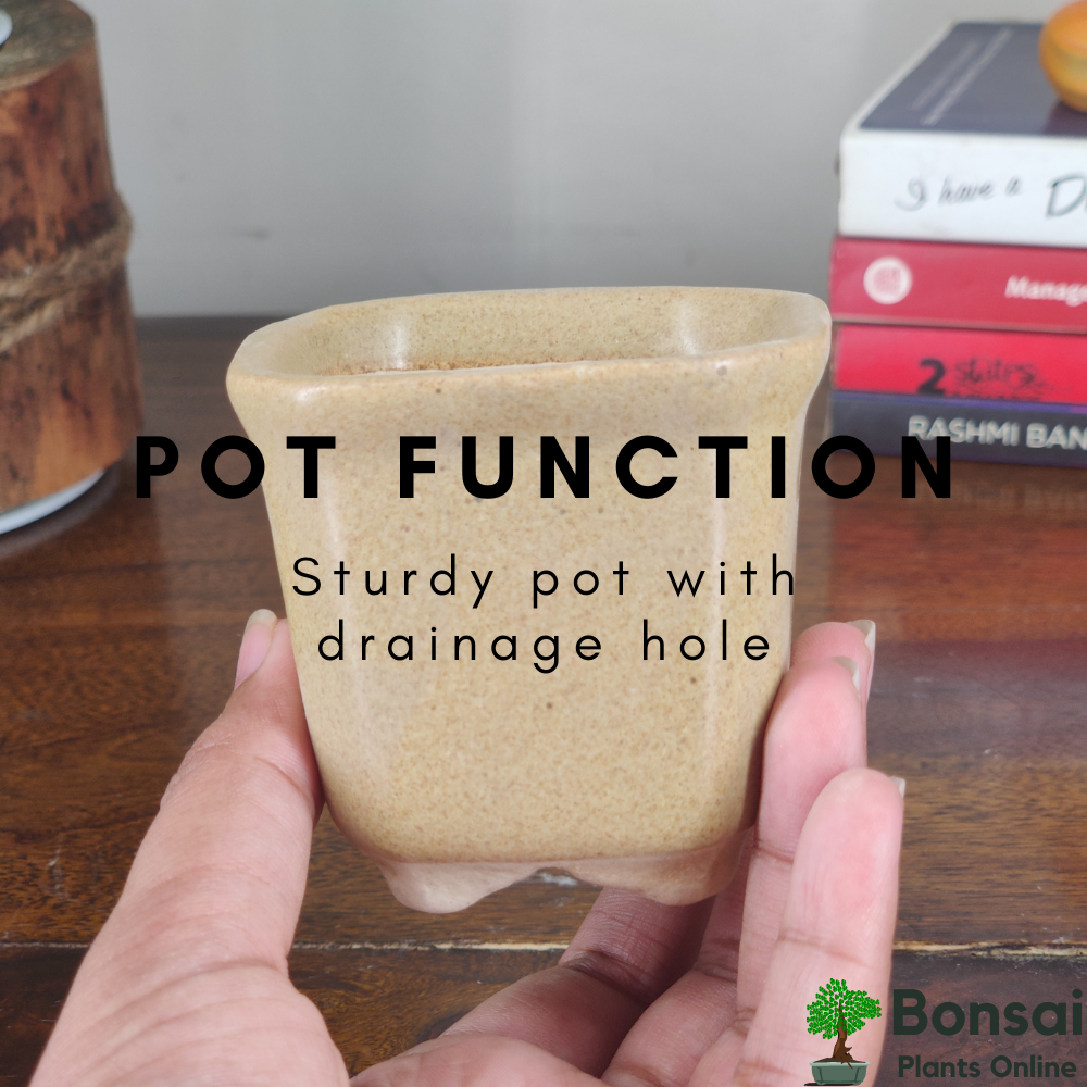 Get this square and compact ceramic bonsai pot