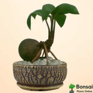 Get the auspicious Coconut bonsai for your home