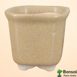 Get the beautiful and compact glazed ceramic bonsai pot for indoor plants