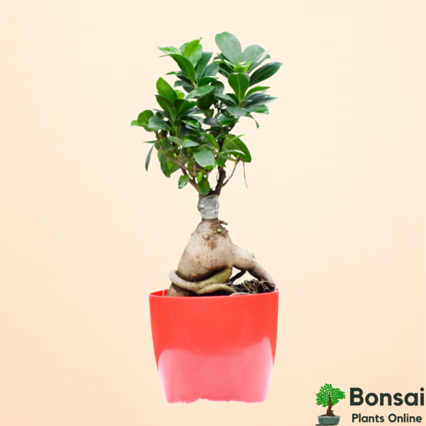 Get the air-purifying Rubber Tree bonsi for indoors