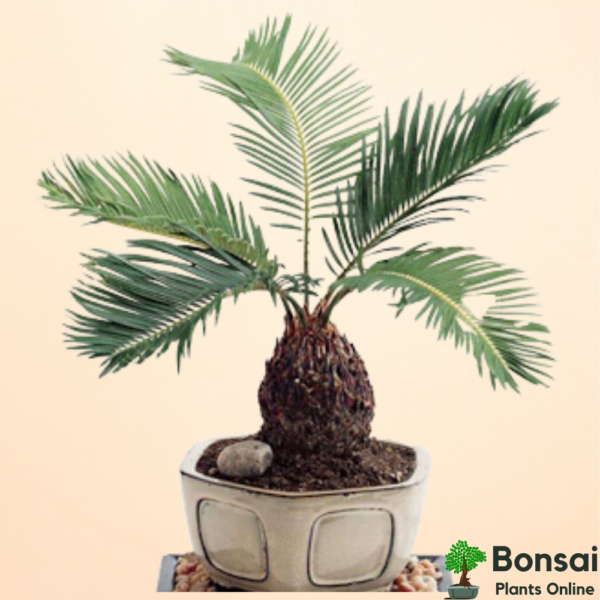 Get the beautiful Date Palm Tree bonsai for indoors