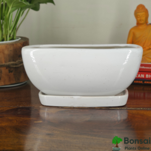 Get this beautiful ceramic bonsai pot with watering tray