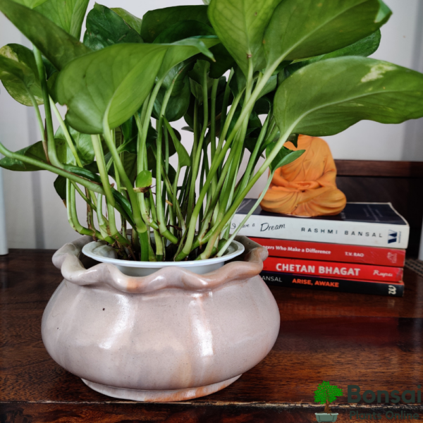 Get the beautiful pot-bellied ceramic bonsai pot