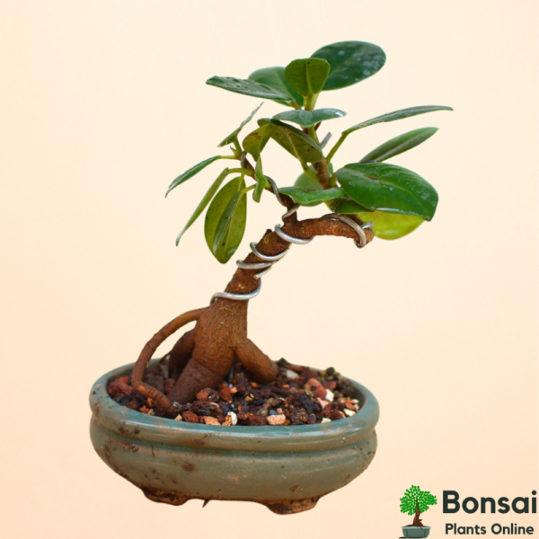 Get the tropical Ficus Long Island bonsai as for soothing interiors