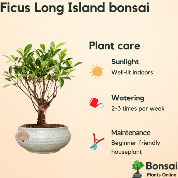 Get the tropical Ficus Long Island bonsai as for soothing interiors