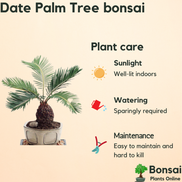 Get the beautiful Date Palm Tree bonsai for indoors